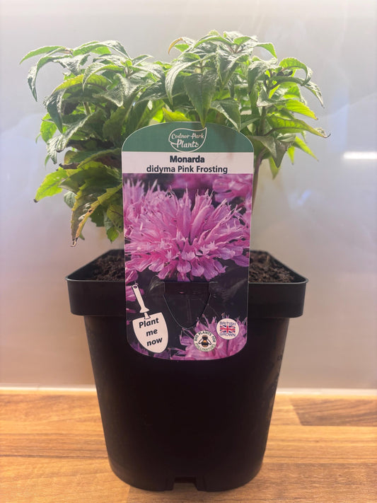 Monarda Pink Frosting 2L Bergamot Bee Balm plant MONARDA didyma/141099/168584/GB