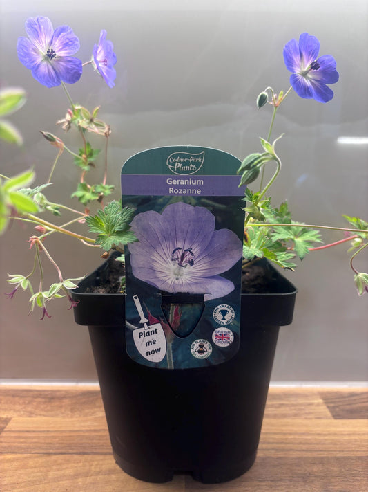 Geranium Rozanne 2L ground spreading garden border plant GERANIUM/141099/177168/GB
