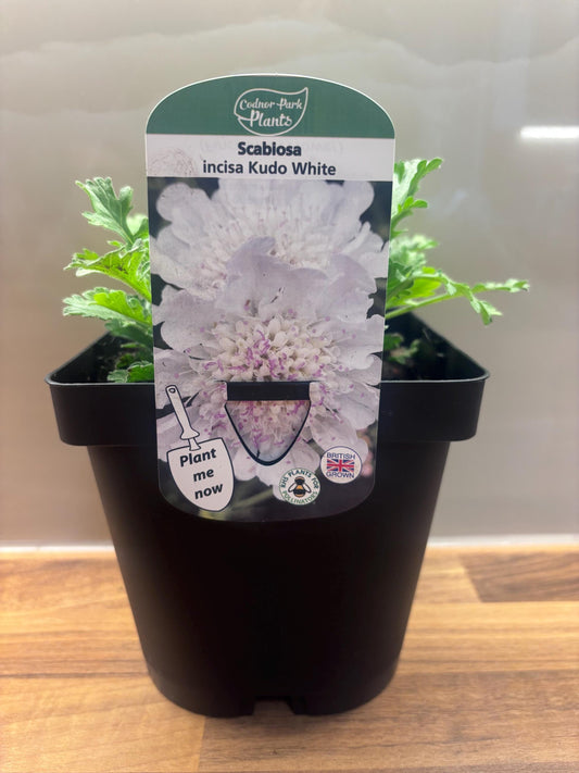 Scabiosa Kudo White 2L Pincushion Flower Plant SCABIOSA incisa/141099/166336/GB