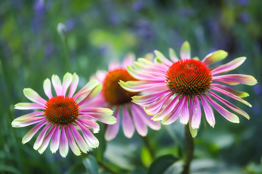 Echinacea Green Twister 2L Coneflower plant ECHINACEA purpurea/141099/168584/GB