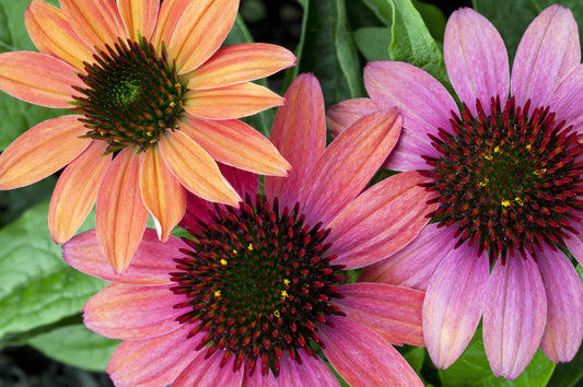 Echinacea Cheyenne Spirit 2L Coneflower Plant ECHINACEA hybrida/141099/168584/GB