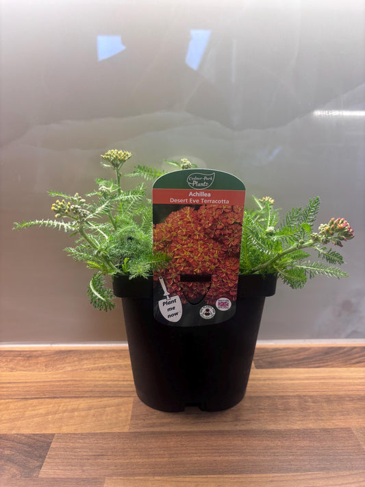 Achillea Desert Eve Terracotta 2L Yarrow ACHILLEA millefolium/141099/168584/GB