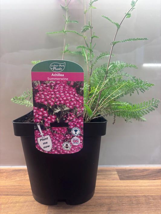 Achillea Summerwine 2L Yarrow potted garden plant ACHILLEA/141099/168584/GB