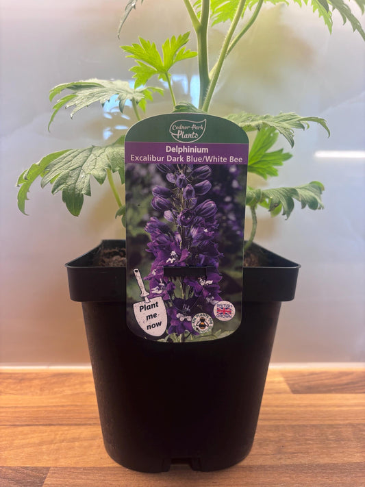 Delphinium Excalibur Dark Blue with White Bee 2L DELPHINIUM/141099/168584/GB