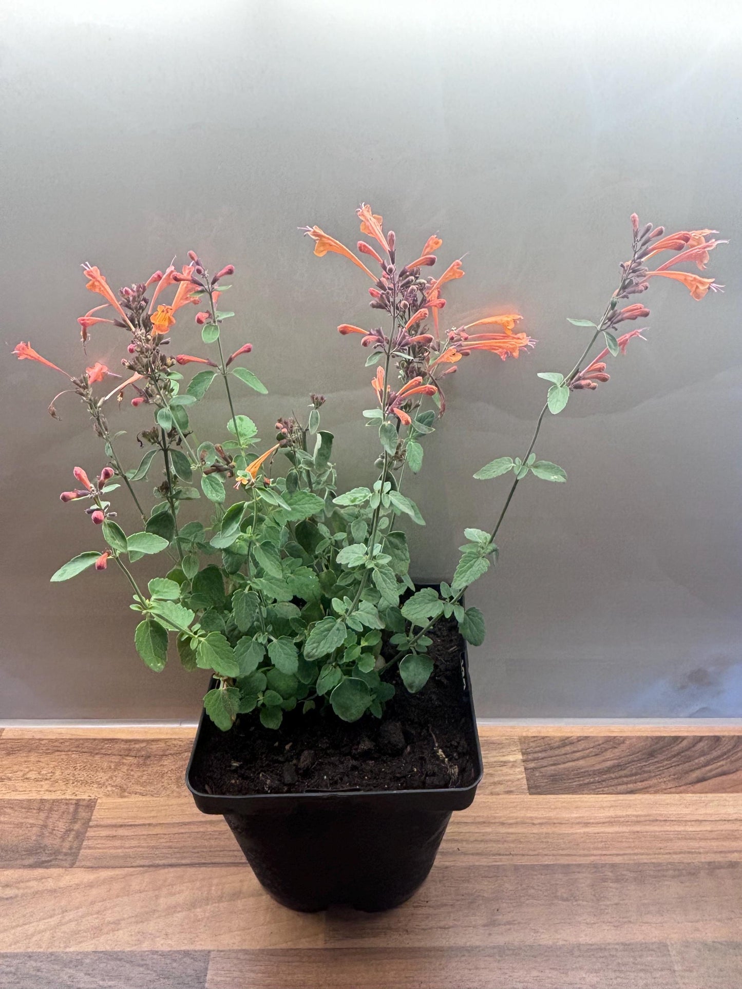 Agastache Apricot Sprite 2L Hyssop plant AGASTACHE aurantiaca/141099/168584/GB