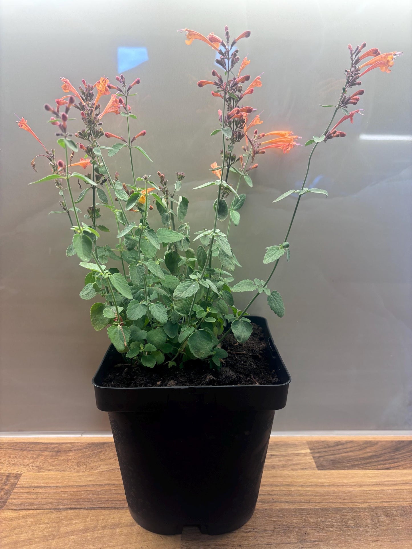 Agastache Apricot Sprite 2L Hyssop plant AGASTACHE aurantiaca/141099/168584/GB