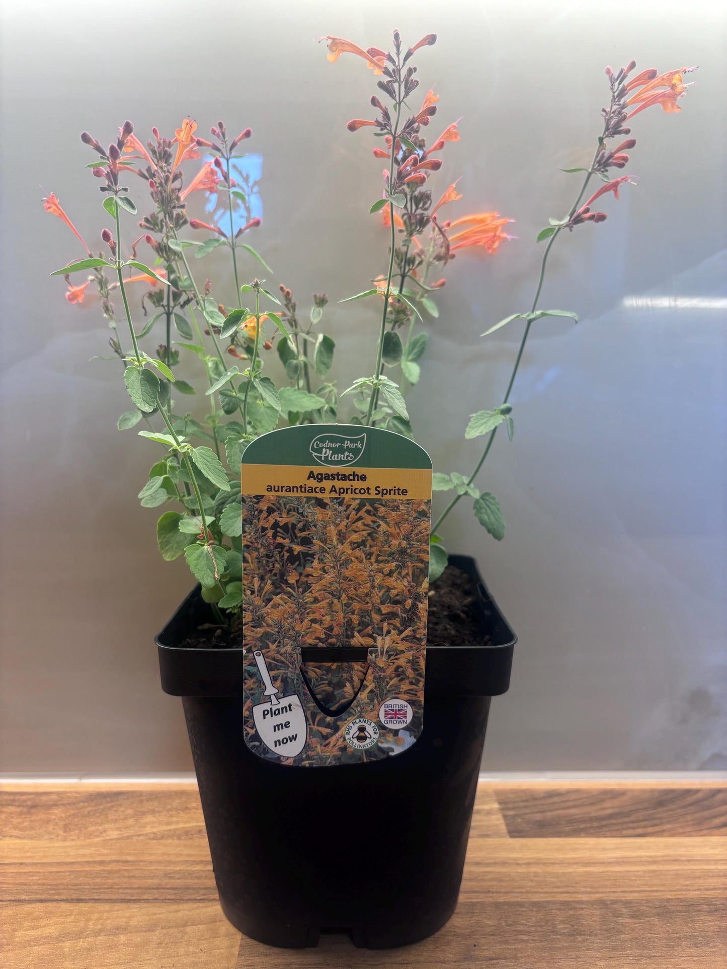 Agastache Apricot Sprite 2L Hyssop plant AGASTACHE aurantiaca/141099/168584/GB