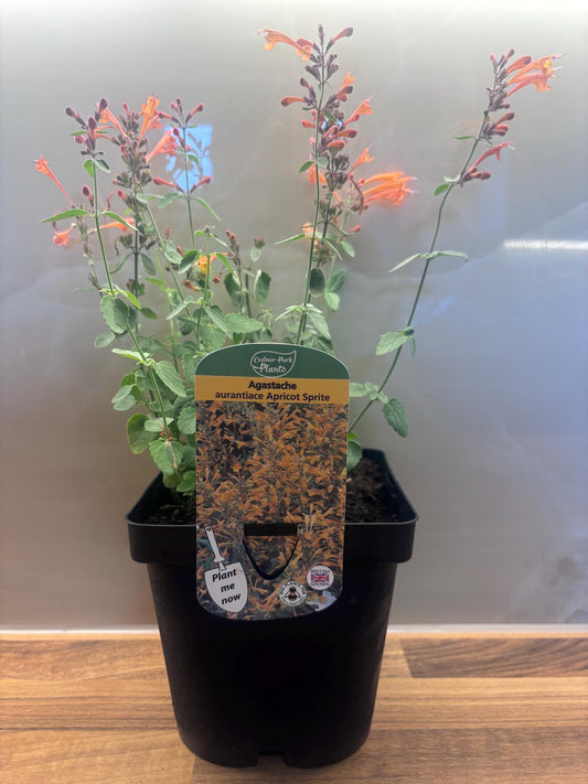 Agastache Apricot Sprite 2L Hyssop plant AGASTACHE aurantiaca/141099/168584/GB