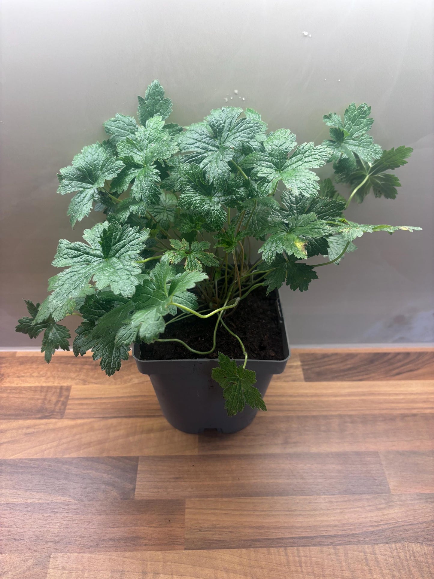 Geranium Wargrave Pink 2L Cranesbill plant GERANIUM endressi/141099/160540/GB