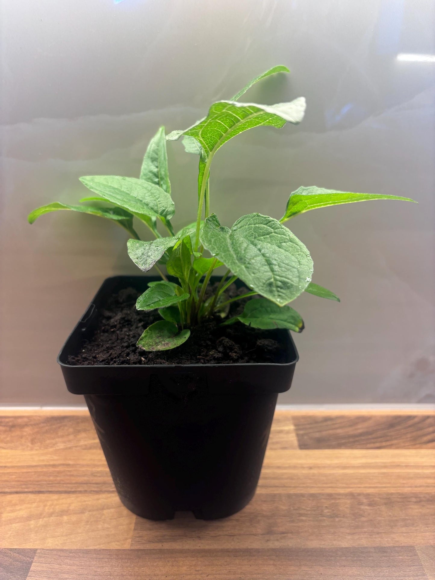 Echinacea Orange Sunset 2L Coneflower Plant ECHINACEA purpurea/141099/168584/GB