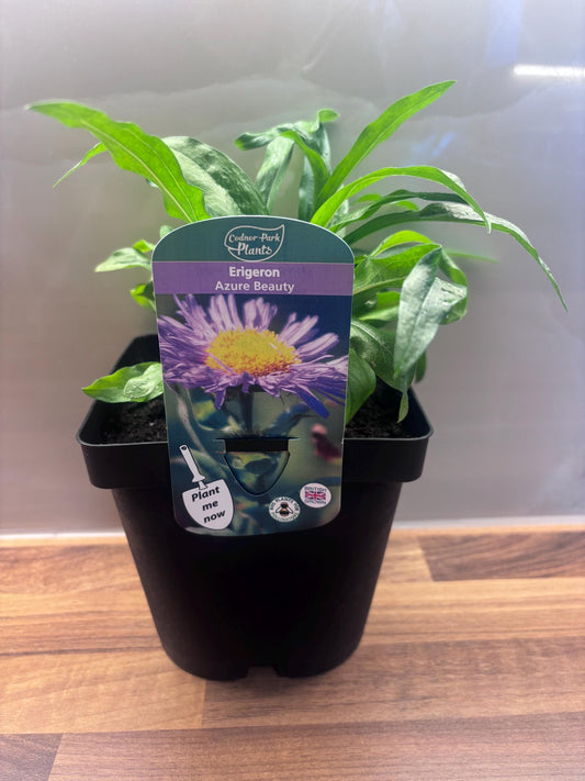 Erigeron Azure Beauty 2L Midsummer Daisy cottage garden ERIGERON/141099/168584/GB