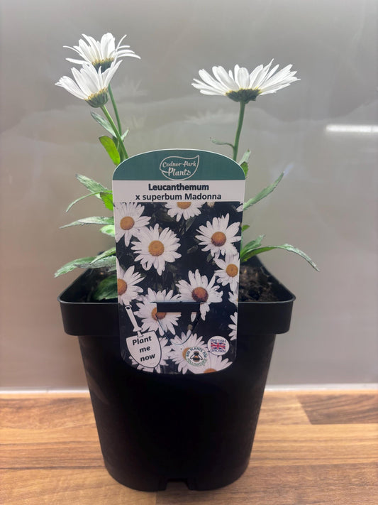 Leucanthemum Madonna 2L Shasta Daisy LEUCANTHEMUM x superbum/141099/168584/GB