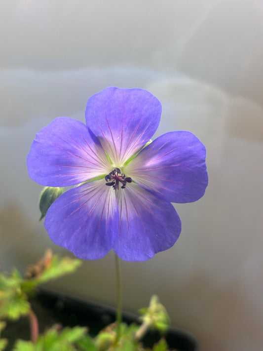 Geranium Rozanne 2L ground spreading garden border plant GERANIUM/141099/168584/GB