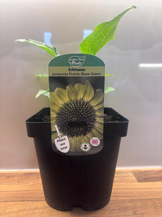 Echinacea Prairie Blaze Green 2L Coneflower ECHINACEA purpurea/141099/168584/GB