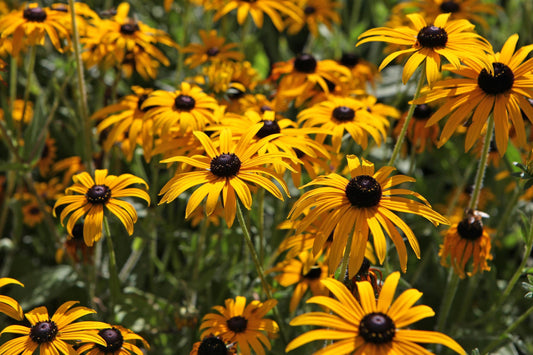 Rudbeckia Goldsturm 2L Cornflower cottage garden RUDBECKIA fulgida/141099/168584/GB