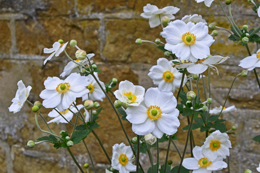 Japanese Anemone Honorine Jobert 2L plant ANEMONE x hybrida/141099/168584/GB