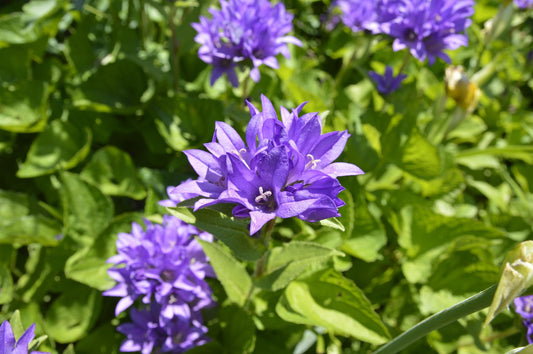 Campanula Superba 2L Bell Flower hardy plant CAMPANULA glomerata/141099/168584/GB
