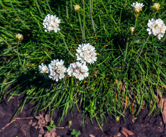 Armeria Ballerina White 1L Thrift ARMERIA pseudarmeria/141099/160540/GB