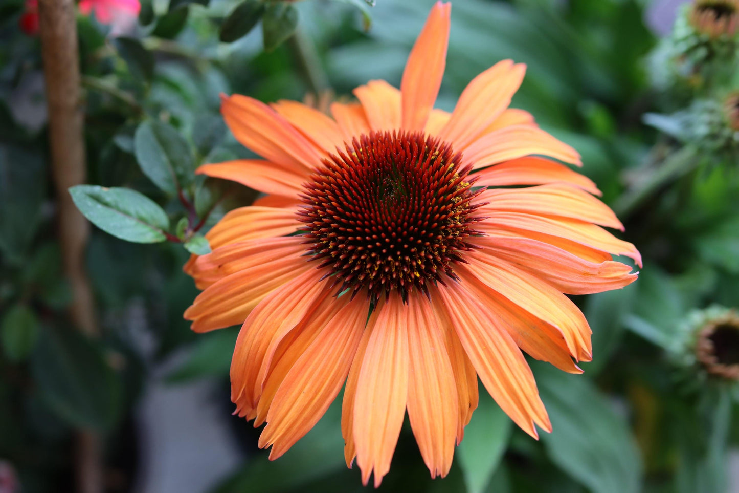Echinacea Orange Sunset 2L Coneflower Plant ECHINACEA purpurea/141099/168584/GB