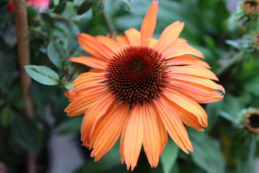 Echinacea Orange Sunset 2L Coneflower Plant ECHINACEA purpurea/141099/168584/GB