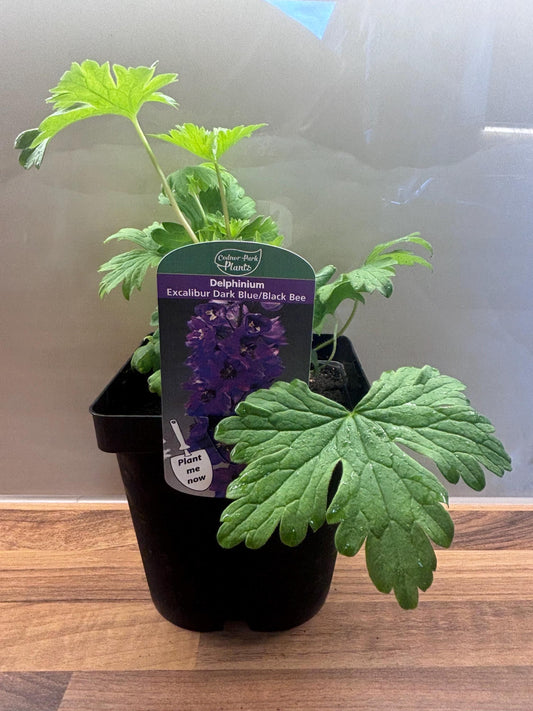 Delphinium Excalibur Dark Blue with Black Bee 2L DELPHINIUM/141099/168584/GB