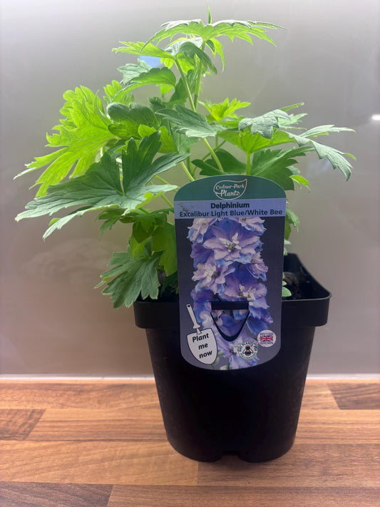 Delphinium Excalibur Light Blue with White Bee 2L DELPHINIUM/141099/168584/GB