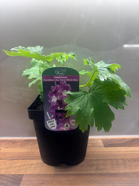 Delphinium Excalibur Lilac Rose with White Bee 2L DELPHINIUM/141099/168584/GB