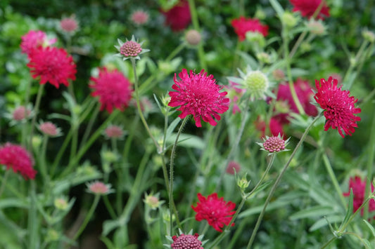 Knautia Red Knight 2L Pincushion Flower KNAUTIA macedonica/141099/168584/GB