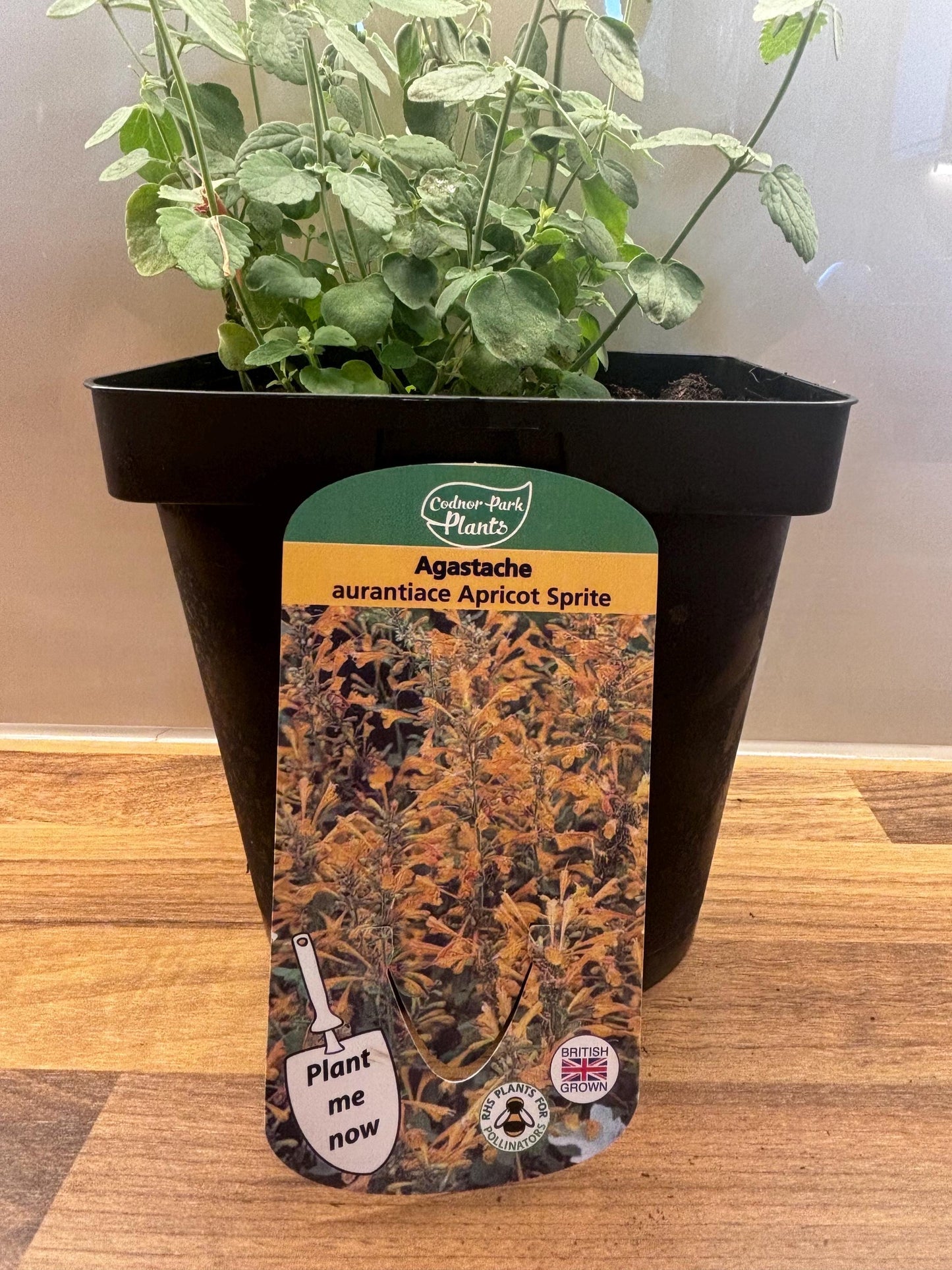 Agastache Apricot Sprite 2L Hyssop plant AGASTACHE aurantiaca/141099/168584/GB
