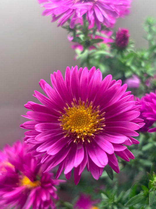 Aster Jenny 2L hardy perennial daisy flowers ASTER novi-belgii/141099/168584/GB