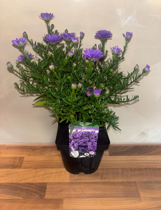Aster Purple Rocket 2L hardy perennial daisy flowers ASTER dumosus/141099/168584/GB