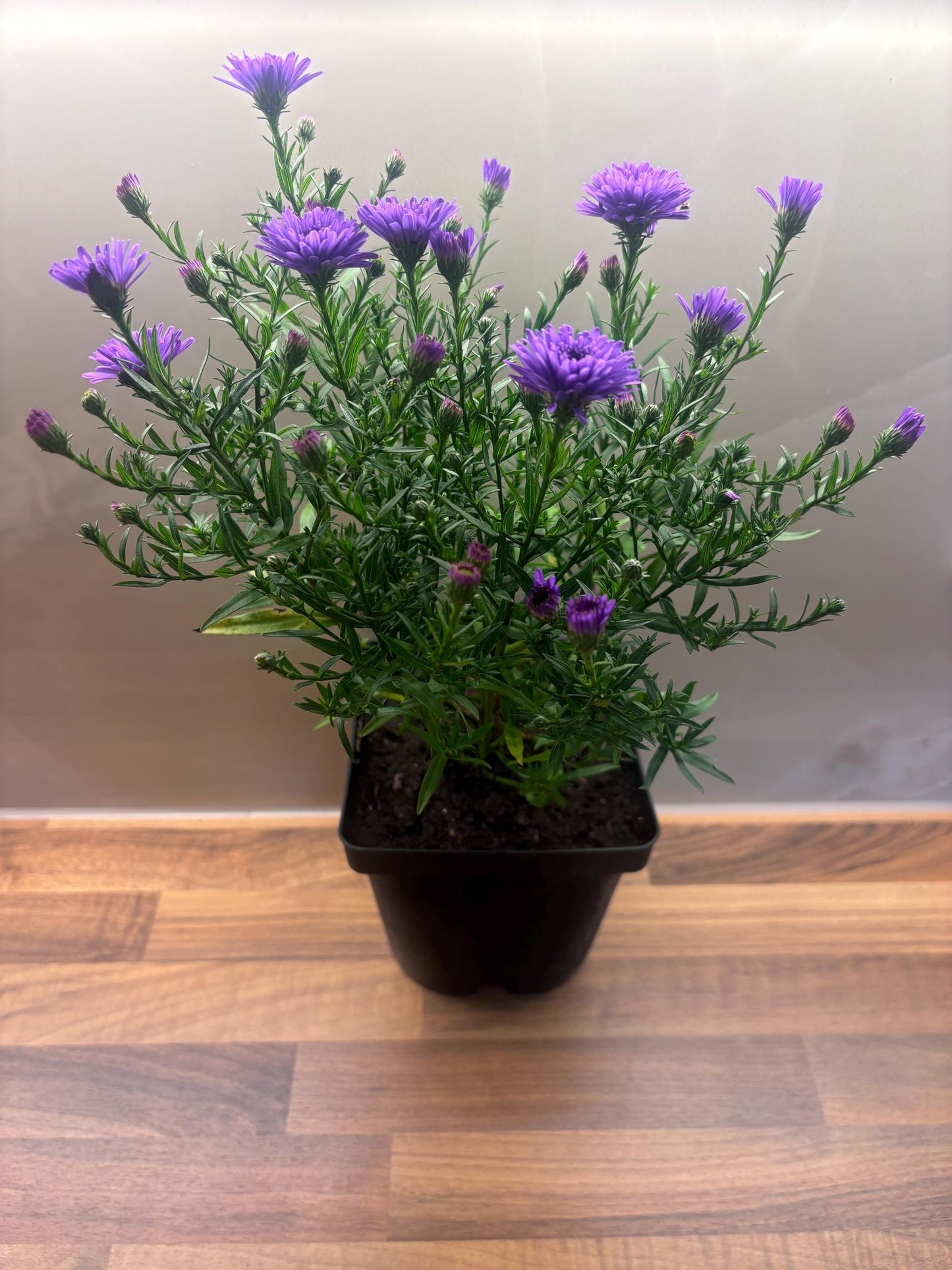 Aster Purple Rocket 2L hardy perennial daisy flowers ASTER dumosus/141099/168584/GB