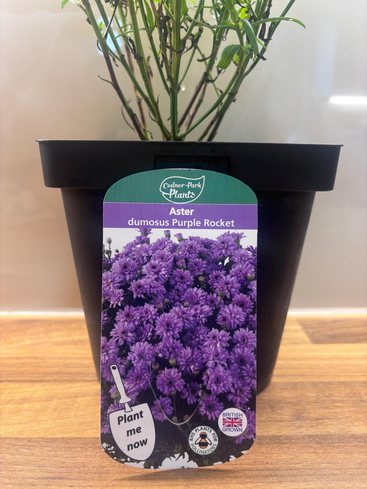 Aster Purple Rocket 2L hardy perennial daisy flowers ASTER dumosus/141099/168584/GB