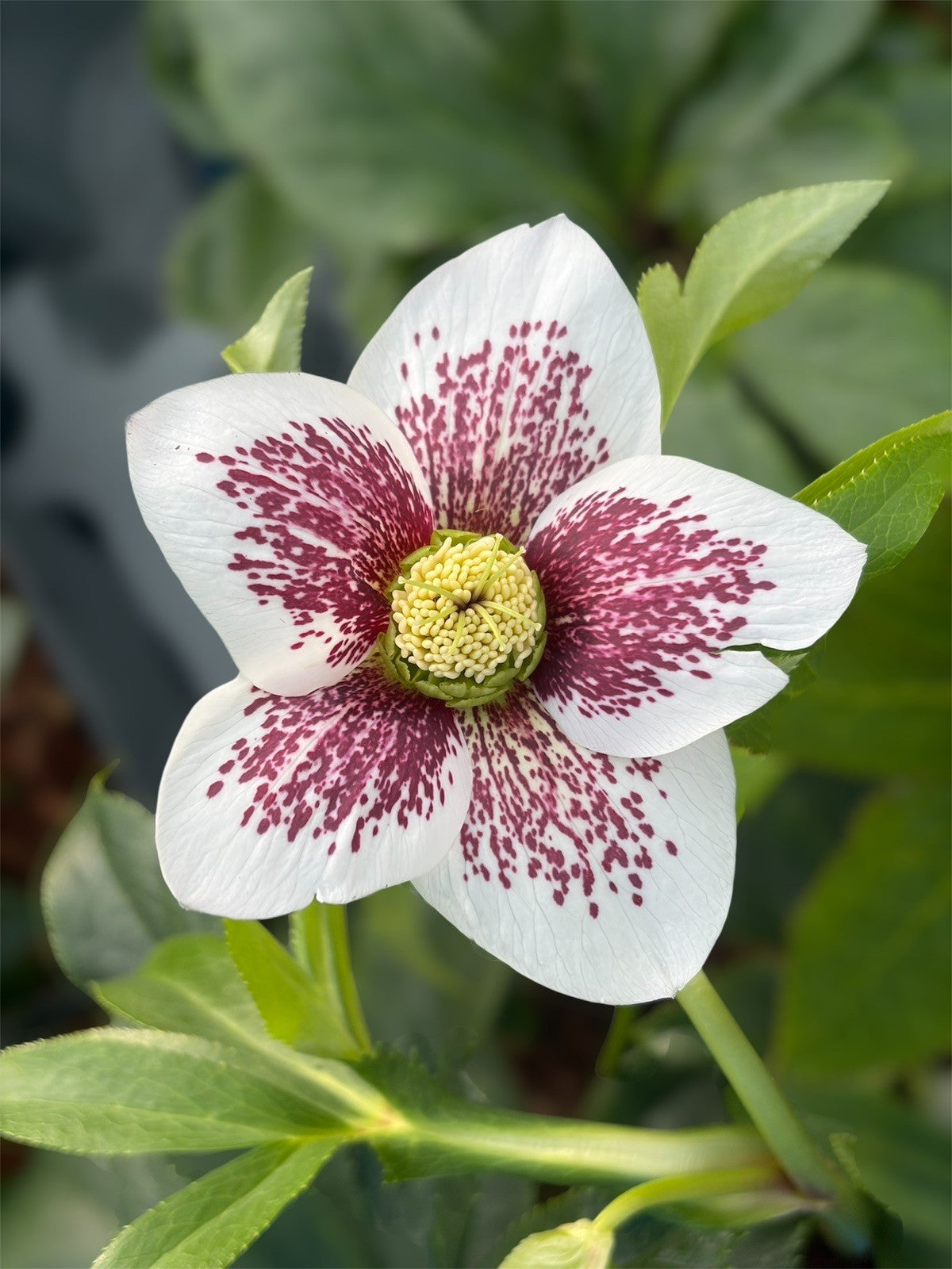 Hellebore White Lady Spotted 2L HELLEBORUS x hybridus/141099/171982/GB